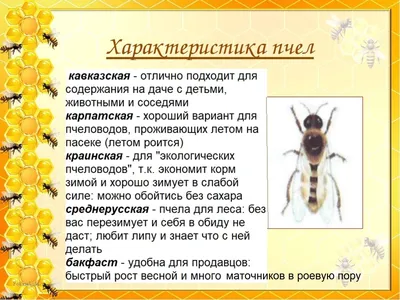 Пчела бакфаст: фото, которые заставят задуматься