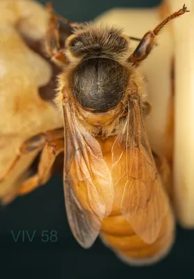 Фотографии пчелы бакфаст: природа в объективе