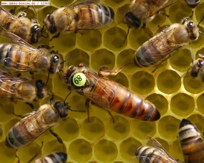 Картинки Пчела бакфаст - выберите формат и размер