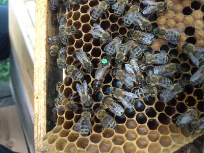 Пчела бакфаст: фото, которые вдохновляют