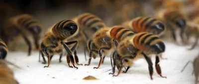 Фотографии пчелы бакфаст: взгляд из другого мира