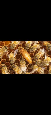 Пчела бакфаст: фото, которые вызывают восхищение