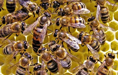 Фотографии пчелы бакфаст: красота в природе