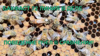 Пчела бакфаст: фото, которые рассказывают историю