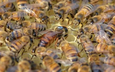 Фотографии пчелы бакфаст: мир в макро