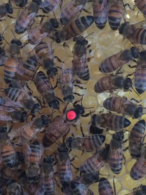 Пчела бакфаст: фото, которые заставят улыбнуться