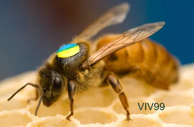 Фотографии пчелы бакфаст: природа в деталях