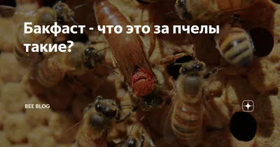 Пчела бакфаст: фото, которые впечатляют