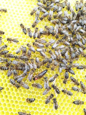Фотографии пчелы бакфаст: красота в движении