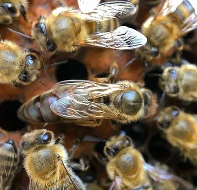 Пчела бакфаст: фото, которые вызывают эмоции
