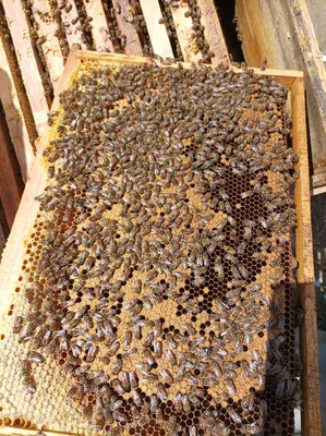 Пчела бакфаст: фото, которые вдохновляют на природу