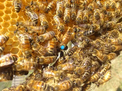 Фотографии пчелы бакфаст: красота в каждой детали
