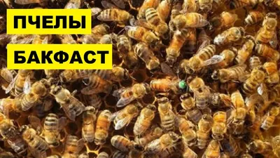 Скачать бесплатно фотографии Пчела бакфаст