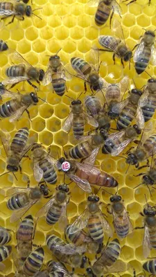 Пчела бакфаст: красивые изображения