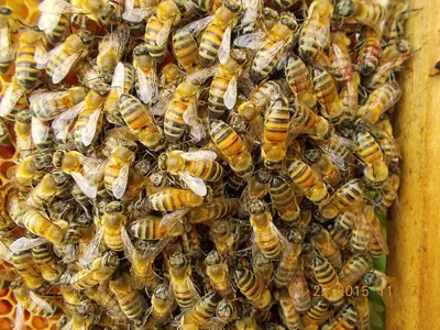 Пчела бакфаст: фото в Full HD