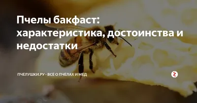Пчела бакфаст: 4K фотографии