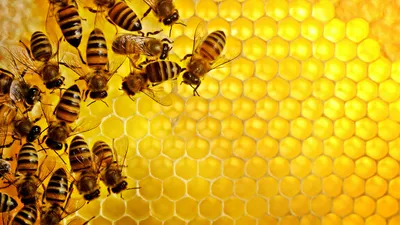 Пчела бакфаст: арт-фото 2024 года