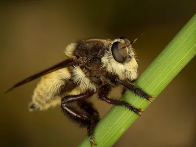 Пчела бакфаст: коллекция фоток