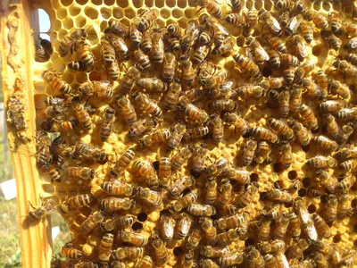 Пчела бакфаст: фотографии в высоком разрешении
