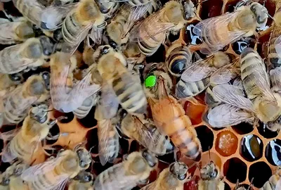 Пчела бакфаст: фото для скачивания