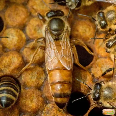 Пчела бакфаст: красочные изображения