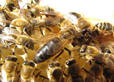 Пчела бакфаст фотографии