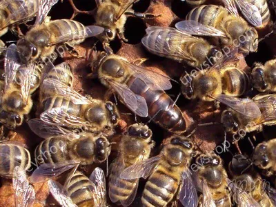 Пчела бакфаст: HD изображения