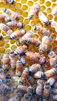 Пчела бакфаст: фото в webp