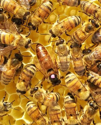 Фото Пчела бакфаст - лучшие изображения для скачивания