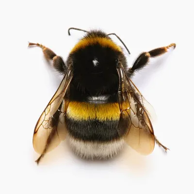 Пчела и шмель  фото
