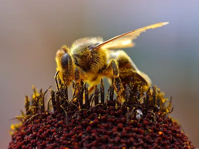 Фото пчелы и шмели в высоком разрешении