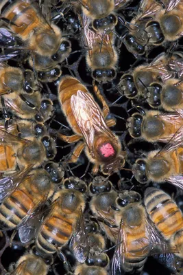 Фото пчелы и шмели для научной работы