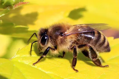 Фото пчелы и шмели для социальных сетей