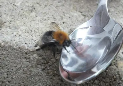 Пчелы и шмели: фотографии, которые вдохновляют