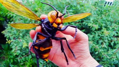 Пчелы и шмели: фото, которые показывают их важную роль в экосистеме
