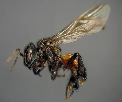 Фотографии пчел и шмелей: маленькие герои нашей природы