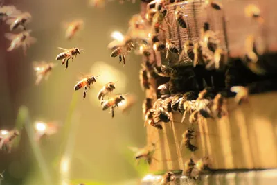 Пчелы и шмели: фотографии, которые вдохновляют на защиту природы