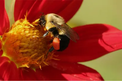 Фото пчелы в формате 4K