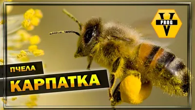 Фото Пчела карпатка: искусство природы