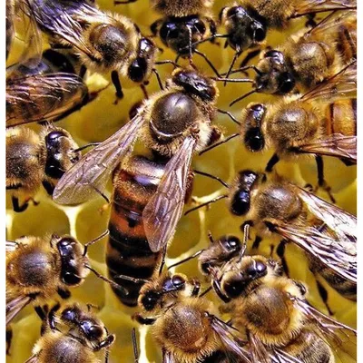 Фото Пчела карпатка: великолепие природы