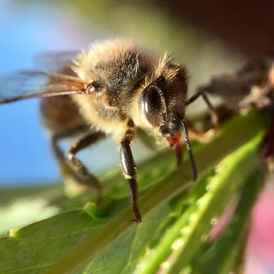 Пчела макро  фото