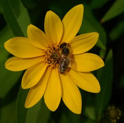 Фото пчелы на цветке - скачать в Full HD качестве