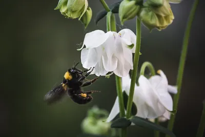 Пчела на цветке  фото