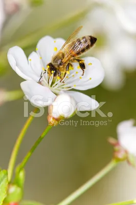 Фото пчелы на цветке - скачать в формате JPG