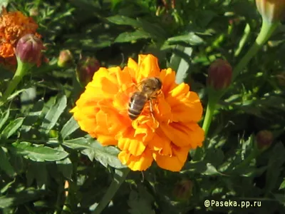 Фотоискусство: пчела на цветке