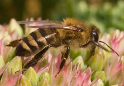 Взгляни на эту красоту: пчела на цветке