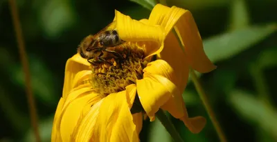 Пчела на цветке: труд и творчество