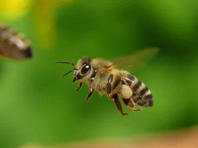 Пчела насекомое  фото