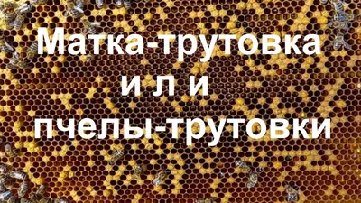 Пчела трутовка на фото: красота и значимость в природе