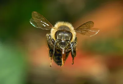 Пчела в полете  фото